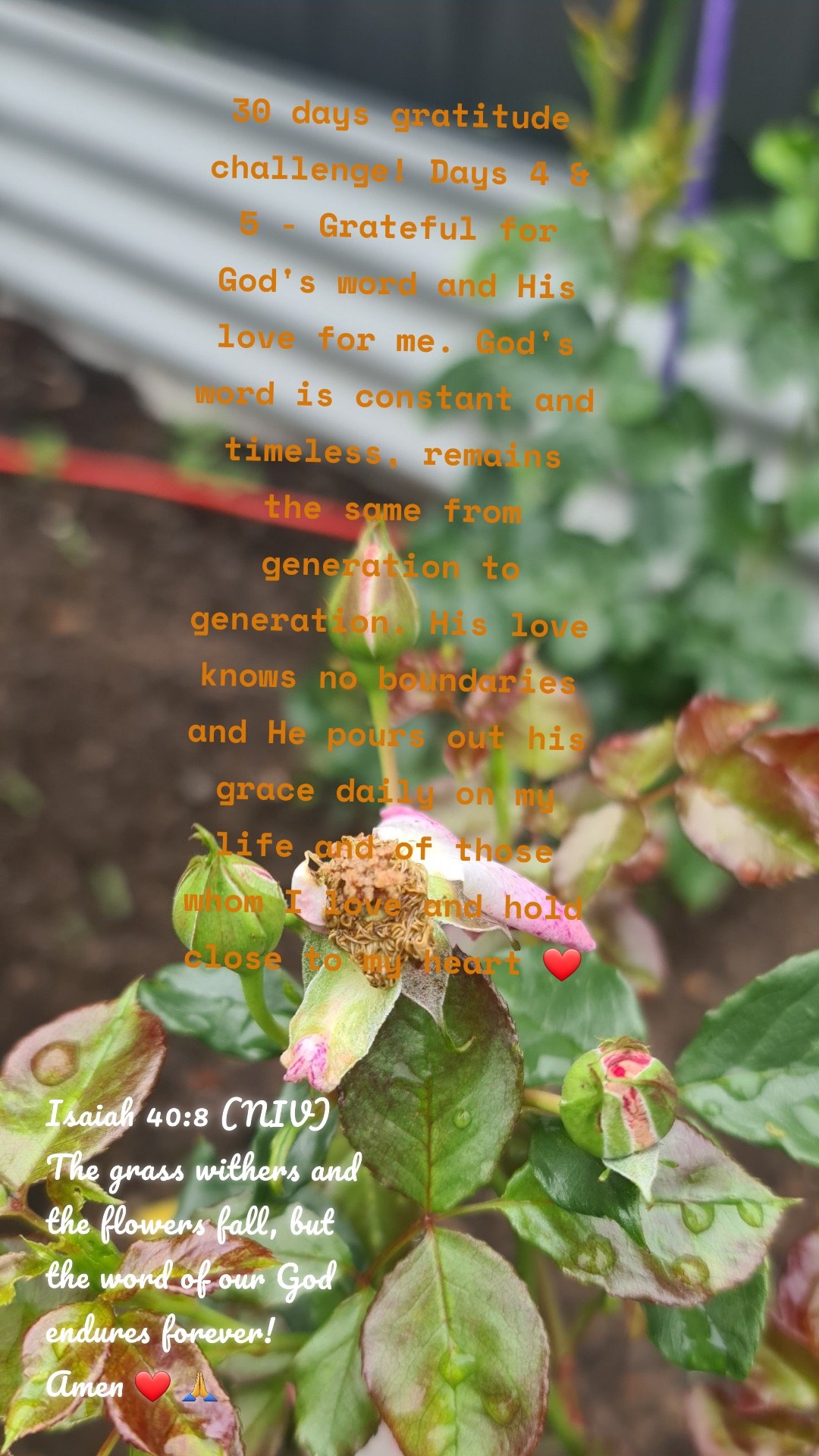 Isaiah 40:8 (NIV)
The grass withers and the flowers fall, but the word of our God endures forever!
Amen ❤ 🙏  30 days gratitude challenge! Days 4 & 5 - Grateful for God's word and His love for me. God's word is constant and timeless, remains the same from generation to generation. His love knows no boundaries and He pours out his grace daily on my life and of those whom I love and hold close to my heart ❤
